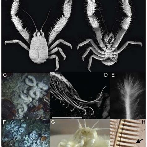 Pereopod .